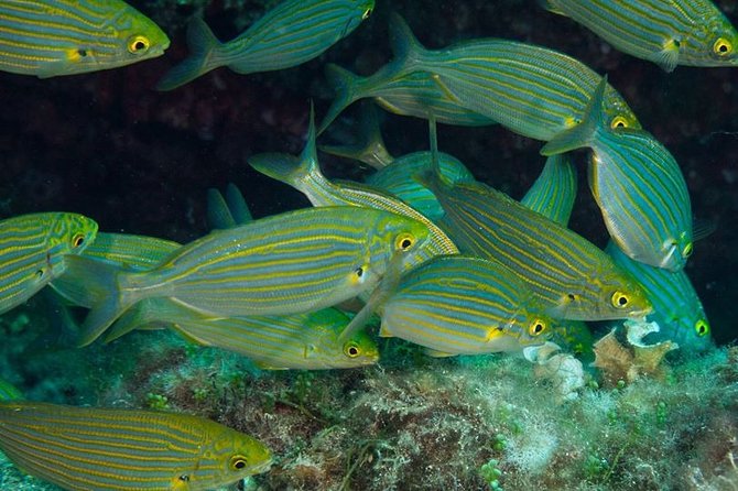 Mallorca: Discover Scuba Diving from the beach - A 2 to 3-meter underwater introduction