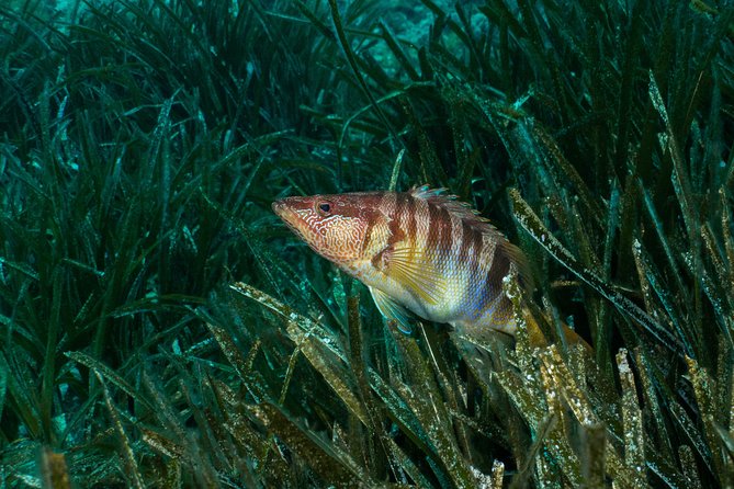 Mallorca: Discover Scuba Diving from the beach - Meeting the instructor beside the boat pier
