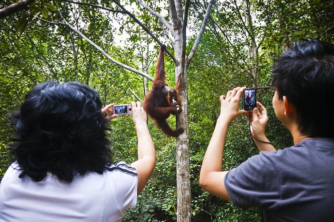 Marvellous Creature Orangutan : Sarawak Semenggoh Wildlife Centre Tour - Inside Semenggoh Wildlife Centre