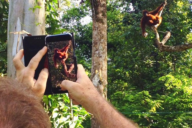 Marvellous Creature Orangutan : Sarawak Semenggoh Wildlife Centre Tour - The conservation lesson behind the visit