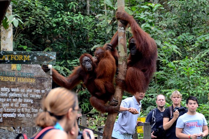 Marvellous Creature Orangutan : Sarawak Semenggoh Wildlife Centre Tour - Who will enjoy this tour most?