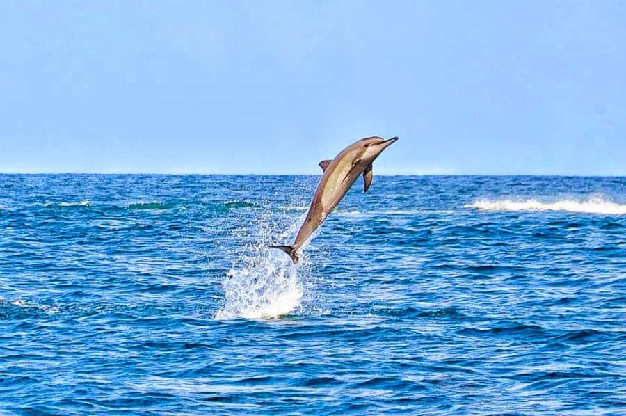 Mauritius Dolphin Encounter and Geographic Marvels Tour - Why this Mauritius day tour works