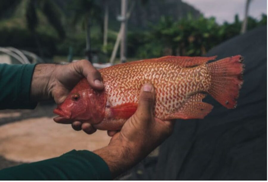 Oahu: Kualoa Movie Sites, Jungle, and Buffet Tour Package - The best value at $173 per person