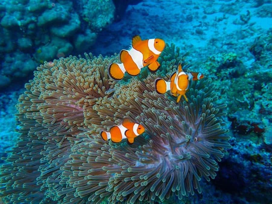 Phuket: 2 Days Itinerary Similan & James Bond Islands Tour - Day two: caves and limestone around Phang Nga Bay