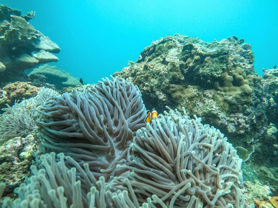 Phuket: 2 Days Itinerary Similan & James Bond Islands Tour - Panyee Island lunch and the James Bond stop