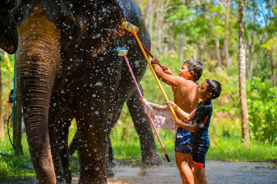 Phuket: Lily Elephant Half day Trip on the Beach with lunch - Who will enjoy this Phuket elephant program?