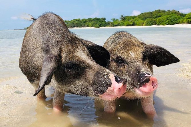Pig Island Experience By Speed Boat, Snorkeling, Kayaking Relaxing on the Beach - Is $53.54 good value?