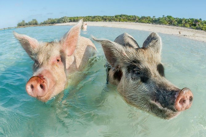 Pig Island Experience By Speed Boat, Snorkeling, Kayaking Relaxing on the Beach - Who will enjoy this trip most?