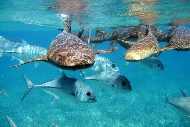 Pirates of the Caribbean Cruise- Snorkel, Sharks & Stingrays - What this pirate cruise is really selling