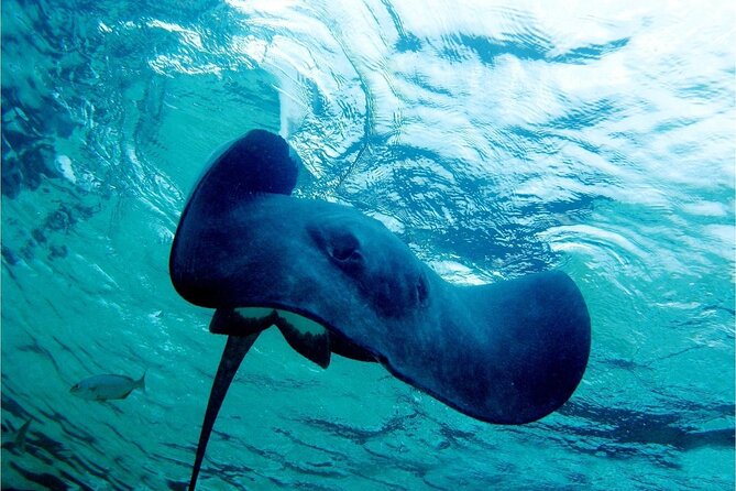 Pirates of the Caribbean Cruise- Snorkel, Sharks & Stingrays - The return party with rum, beer, and soft drinks