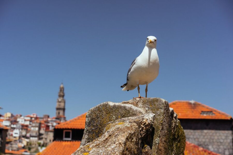 Porto: Harry Potter’s Inspiration Tour - Hogwarts uniforms and the Lion’s Fountain