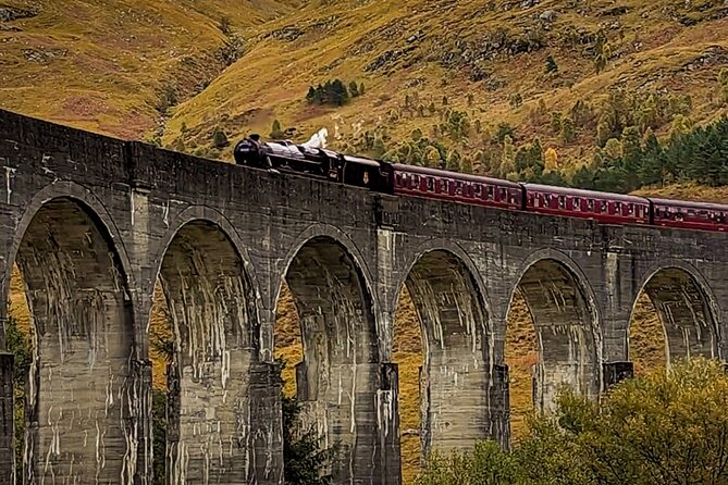 Private Harry Potter, Glenfinnan Viaduct, Highlands tour Glasgow - Hand-feeding Highland cows at Taste Perthshire