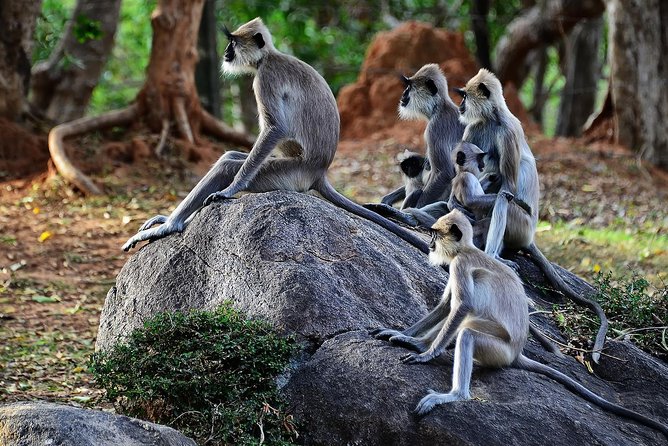 Private Yala Safari Day Trip & Exclusive Beach BBQ Dinner - Practical details that affect your day