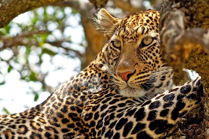 Private Yala Safari Day Trip & Exclusive Beach BBQ Dinner - Three hours inside Yala National Park