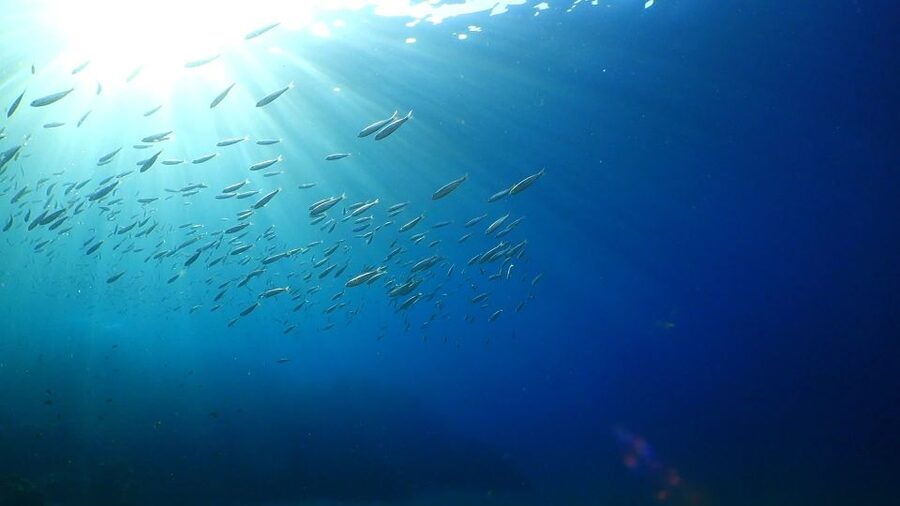 Puerto del Carmen: Try Scuba Diving from the beach - Why Playa Chica works for a first scuba outing