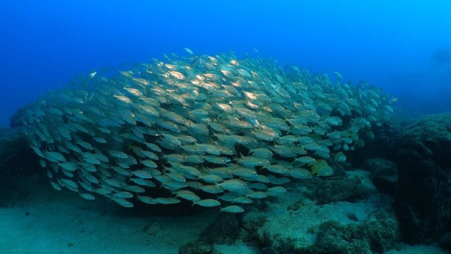 Puerto del Carmen: Try Scuba Diving from the beach - Who will enjoy this Playa Chica experience