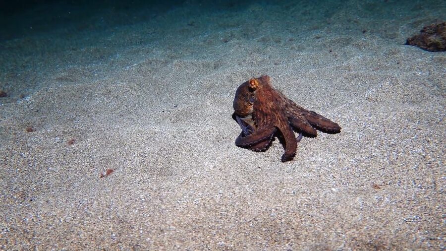 Puerto del Carmen: Try Scuba Diving from the beach - Why the four-person limit matters