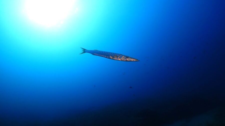 Puerto del Carmen: Try Scuba Diving from the beach - Conditions, comfort, and the small drawbacks