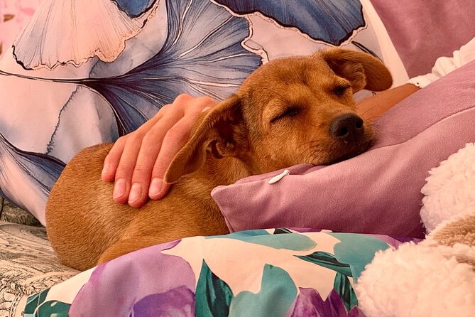 Puppies and Movies: A Feel-Good Film Night with Rescue Pups - A movie night with four-legged company