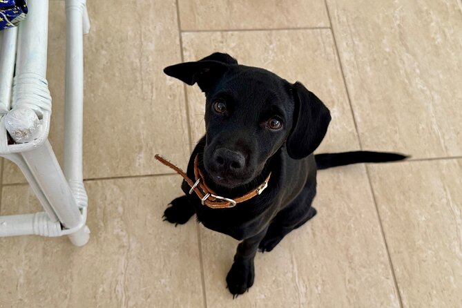 Puppies and Movies: A Feel-Good Film Night with Rescue Pups - Who will enjoy this most?