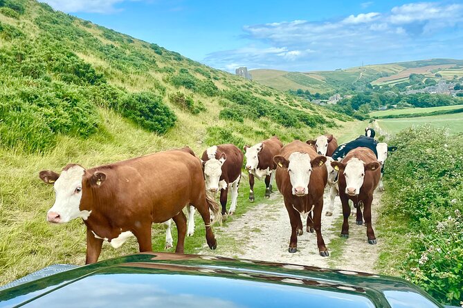 PURBECK HILLS & JURASSIC COAST - PRIVATE - 4x4 LAND ROVER SAFARI - Starting in Swanage and climbing above Corfe Castle