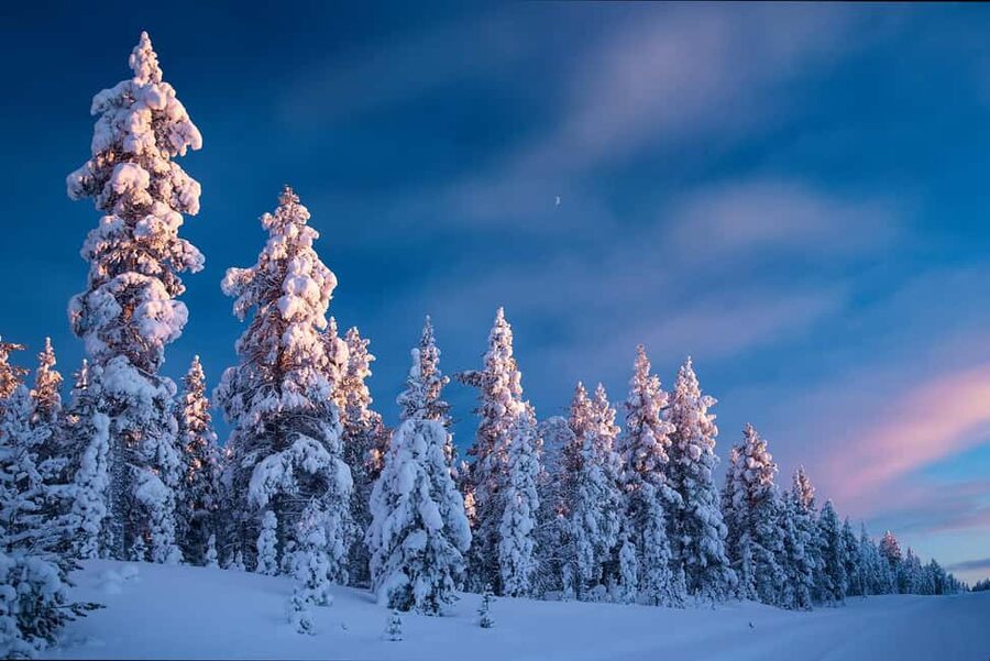 Rovaniemi: Snowy Forest Like in the Movies 3 Hour Tour - A walk built around silence, not speed