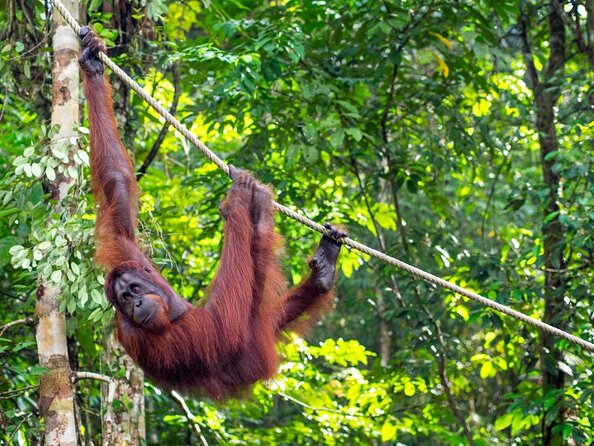 Semenggoh Wildlife Centre: Orangutan Discovery from Kuching - Key points to know before booking