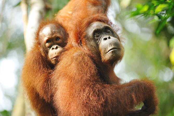 Semenggoh Wildlife Centre: Orangutan Discovery from Kuching - How much value do you get for $69.96?