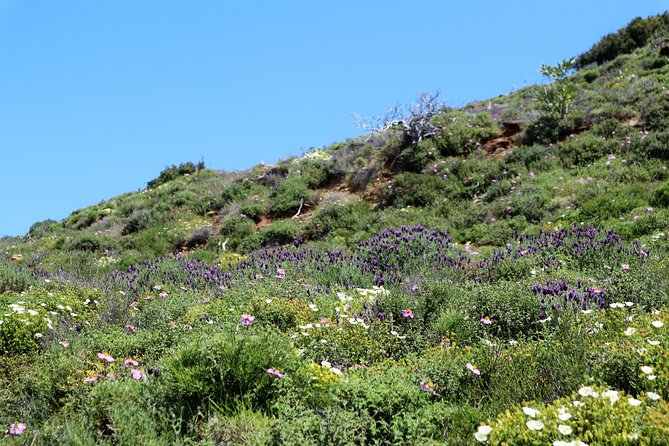 Small-Group Guided Hiking Tour in Andros with picnic on the beach - Timing, equipment, and practical preparation