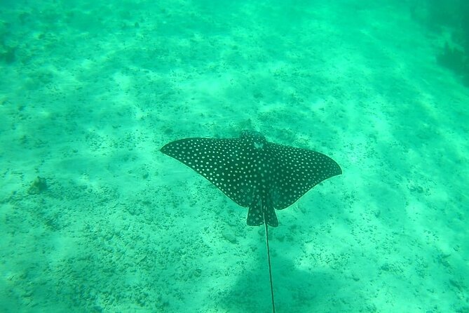 Snorkel in the Costa Maya Reef and Rest on the Beach - What the welcome Margarita adds