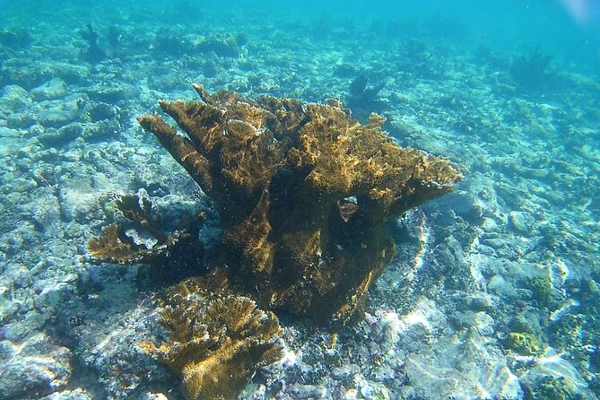 Snorkel in the Costa Maya Reef and Rest on the Beach - Who will like this Costa Maya outing