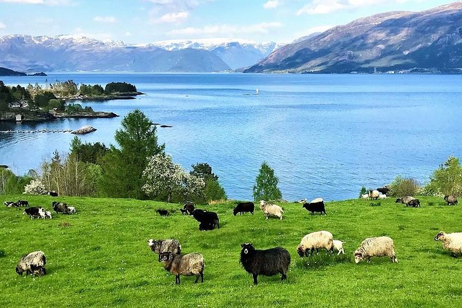 Viking Islands from Alesund: 5-Hour Private Group Tour - Waldehuset and the story of the 1904 fire