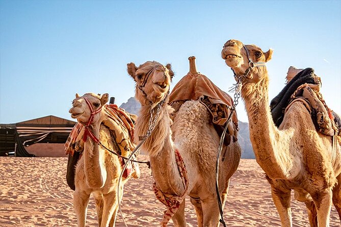Wadi Rum Private Tour from Petra with Martian and Star Wars Film Site - Who will enjoy this Petra to Wadi Rum tour
